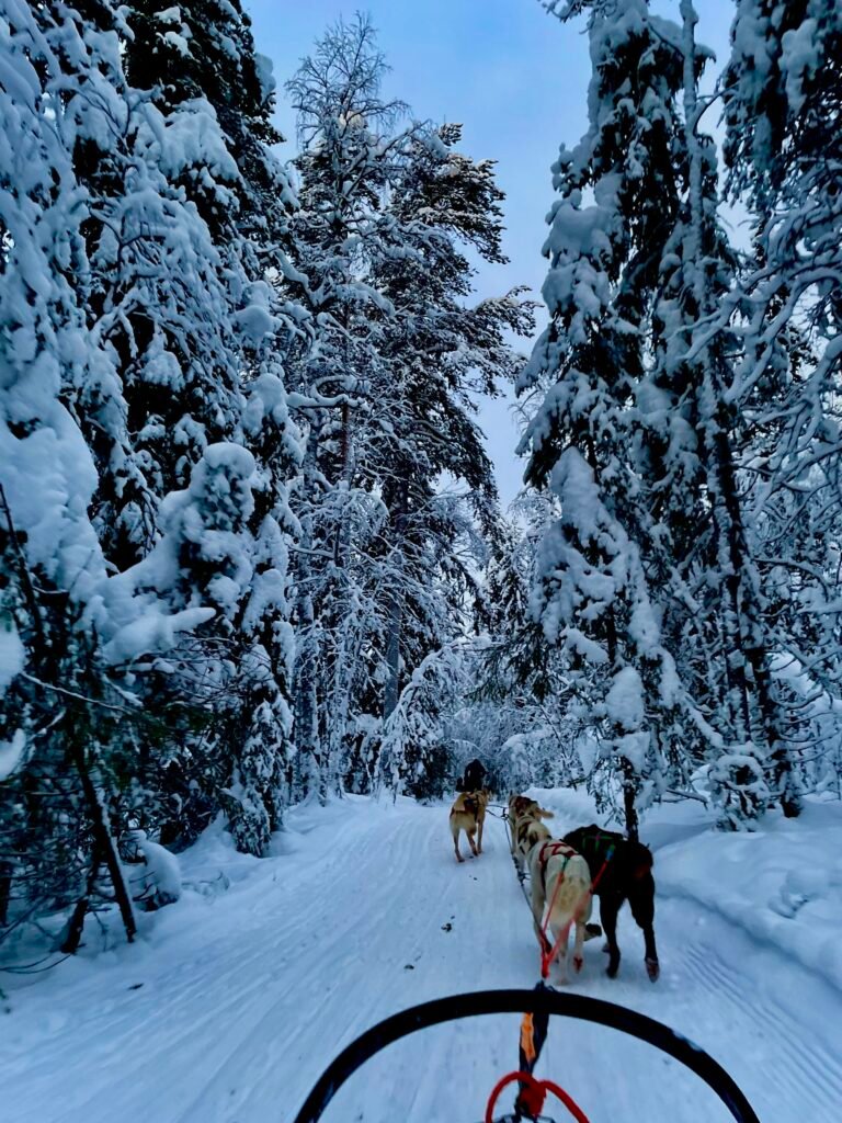 Husky ride Rovaniemi